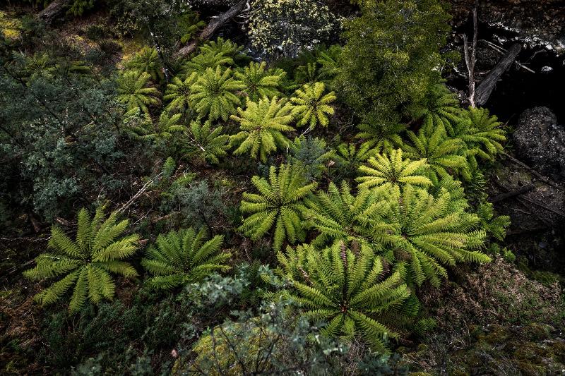 Отель Tarraleah Estate