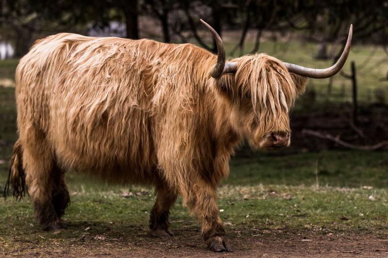 Отель Tarraleah Estate