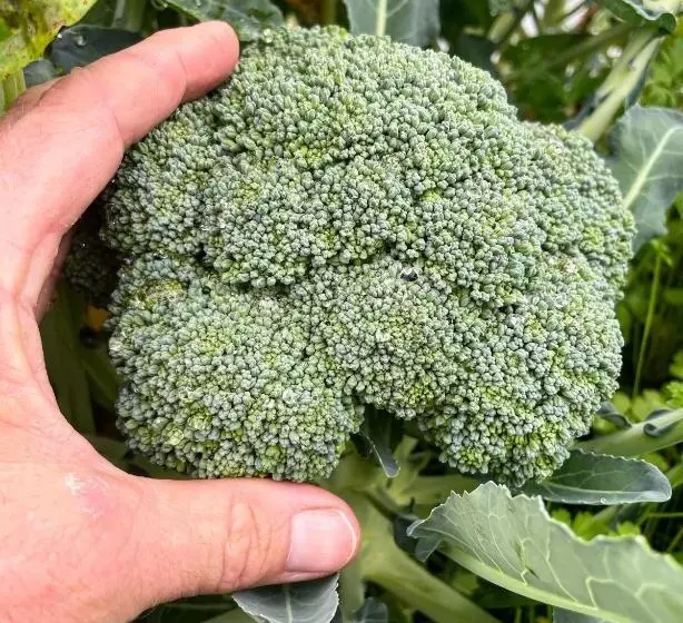 ユースホステル Tungestølen