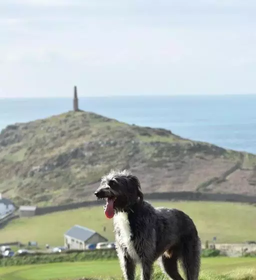 استراحتگاه Cape Cornwall Club