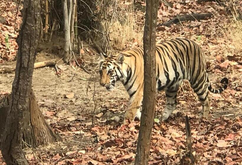 אתר נופש Emerald Tiger Retreat