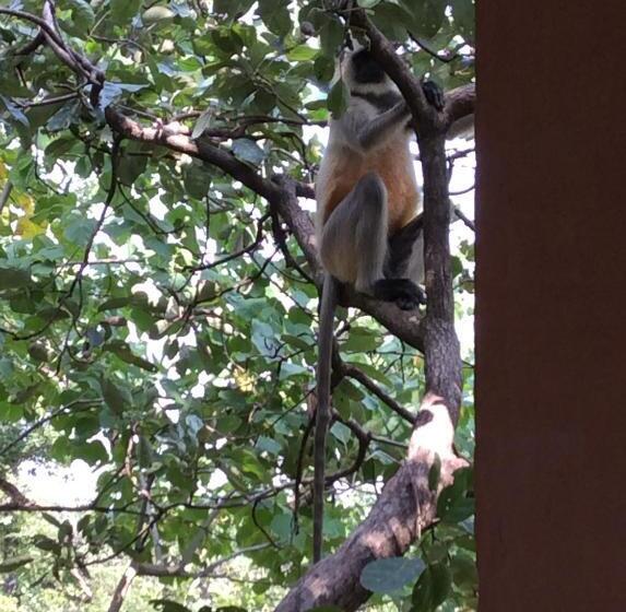 אתר נופש Emerald Tiger Retreat