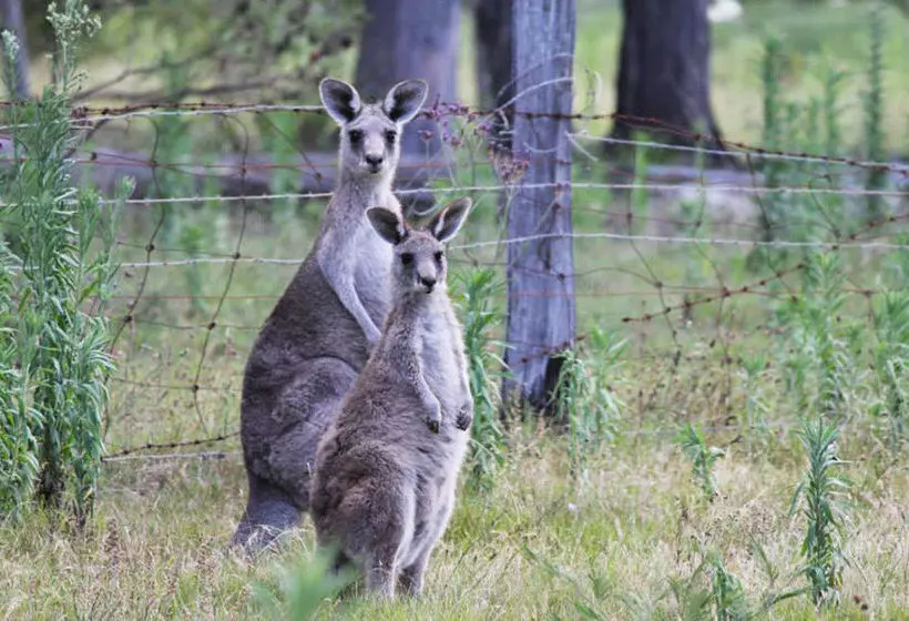 ホテル Merimbula Lake Holiday Park