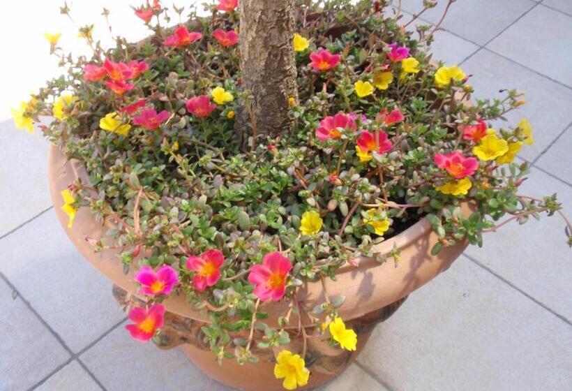 住宿加早餐 Villa Angelina