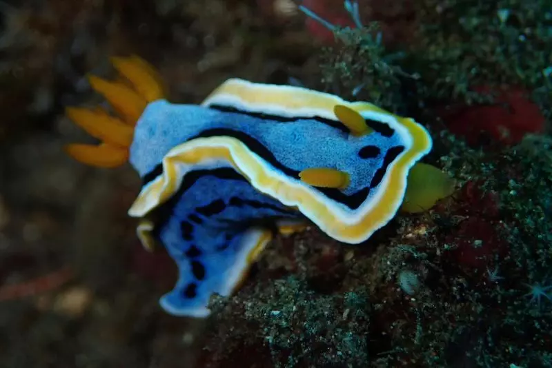Jukung Dive Resort Bali Amed