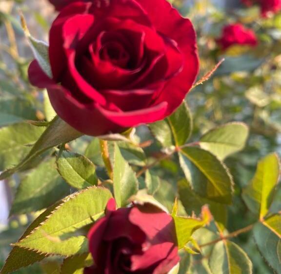 پانسیون Yan Guest House