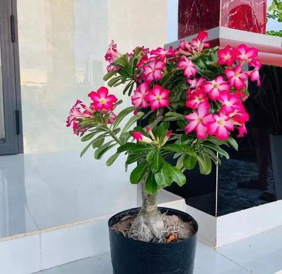 پانسیون Phúc Nguyễn House