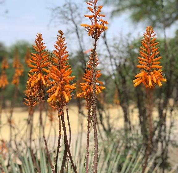 تختخواب و صبحانه Okahandja Country