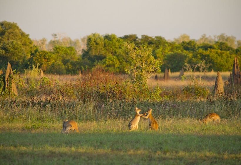 فندق Wildman Wilderness Lodge