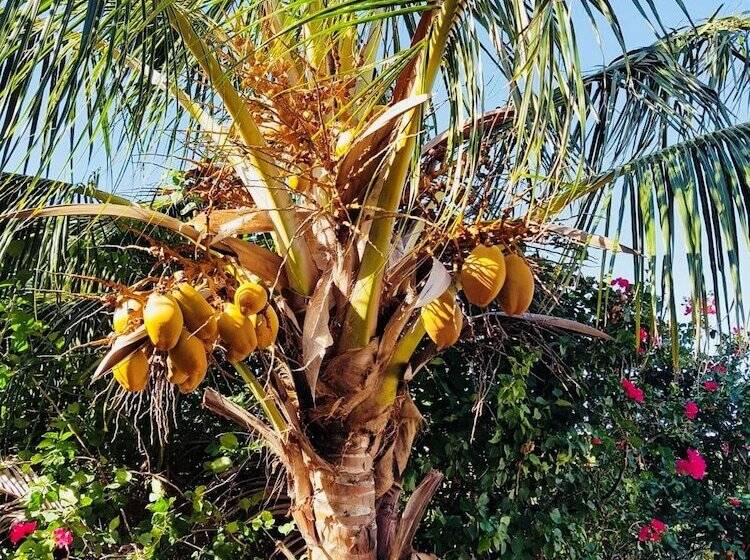 پانسیون Villa Creole