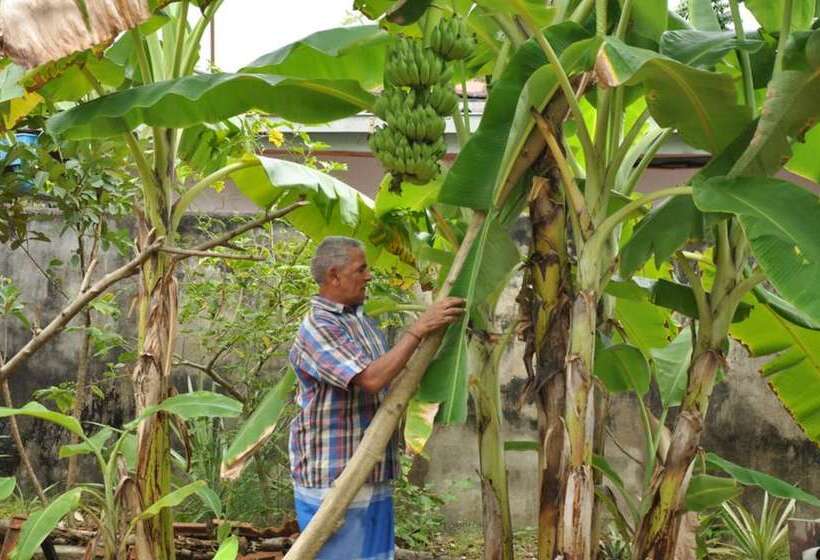 住宿加早餐  Bangalawa