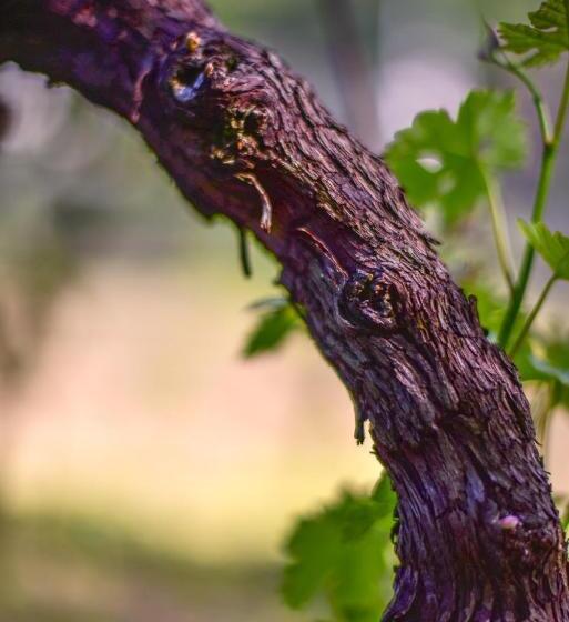 ベッドアンドブレックファースト Viva Bacco