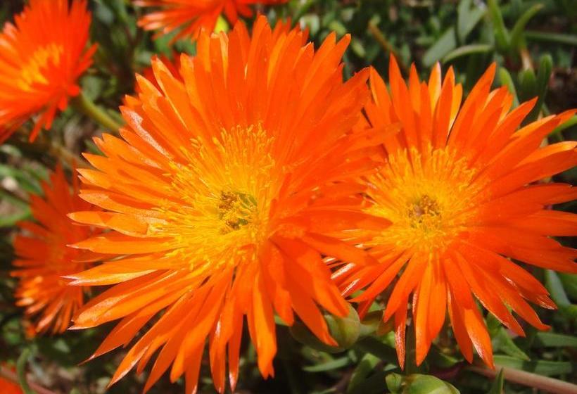 تختخواب و صبحانه Casa La Felicidad