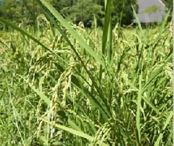 ریوکان Asono Yamaboshi