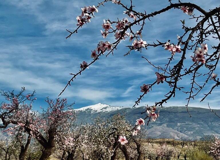 Bed and Breakfast Cortijo El Pino Retreat