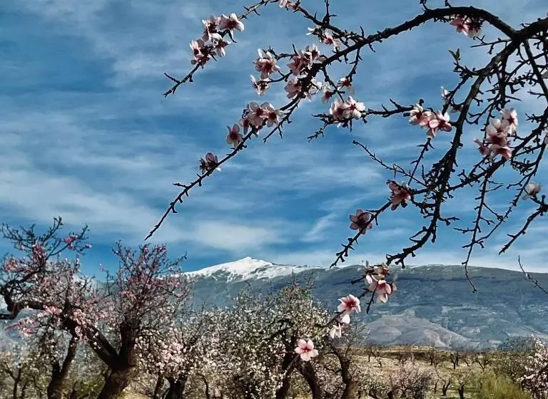 Aamiaismajoitus (B&B) Cortijo El Pino Retreat