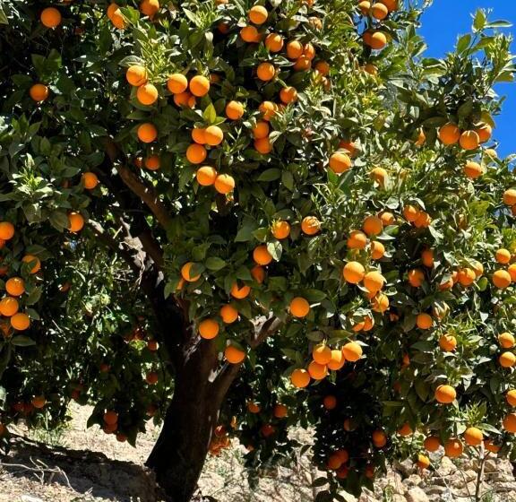 Bed and Breakfast Cortijo El Pino Retreat