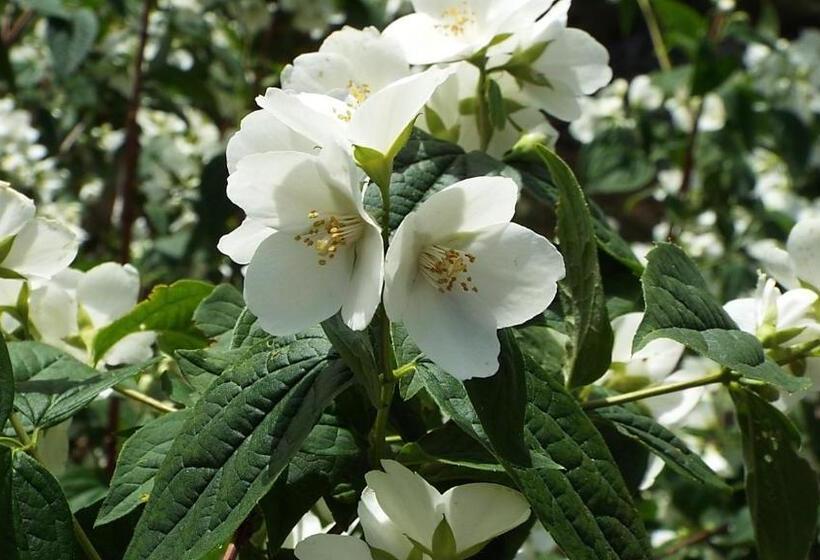 هتل Rural El Camino