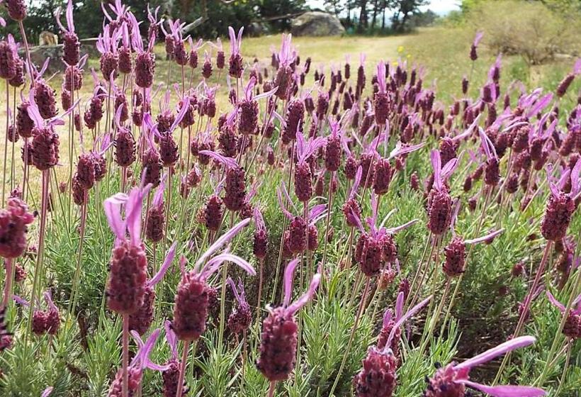 هتل Rural El Camino