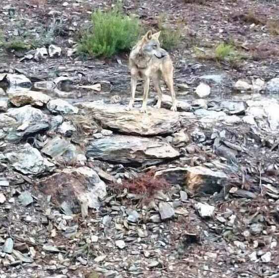 酒店 Tierra De Lobos
