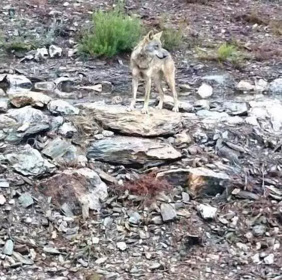 هتل Tierra De Lobos