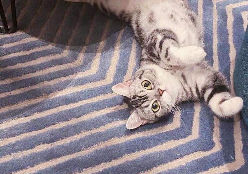 בית מלון כפרי Blossom House Nanjing Laomendong Zhuque Lane