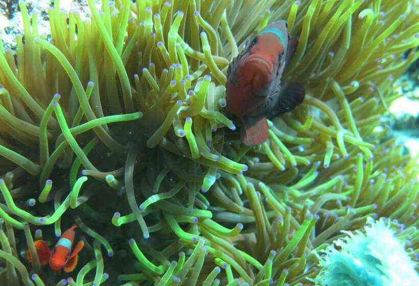 펜션 Pande Guest House