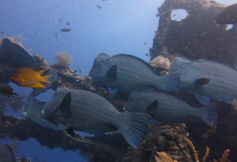 Sea Hua Ha Ha   Hostel