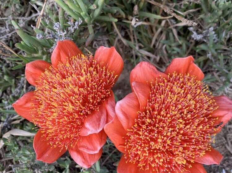 La Petite Baleine Oceanfront Luxury Villa