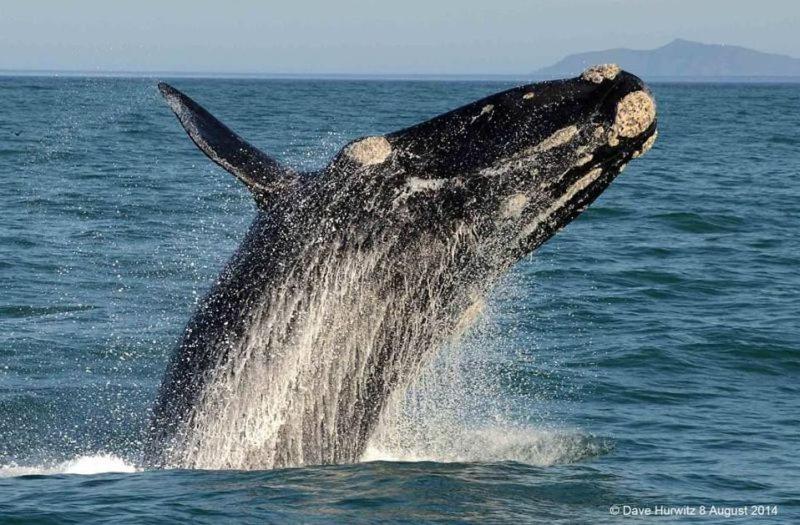 La Petite Baleine Oceanfront Luxury Villa