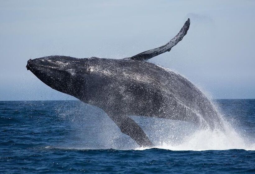 La Petite Baleine Oceanfront Luxury Villa