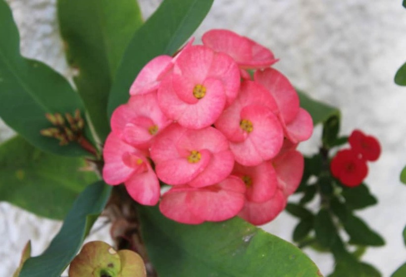 پانسیون Pillay Guest House