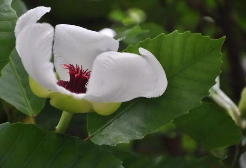 Banmaihom Resort Amphawa