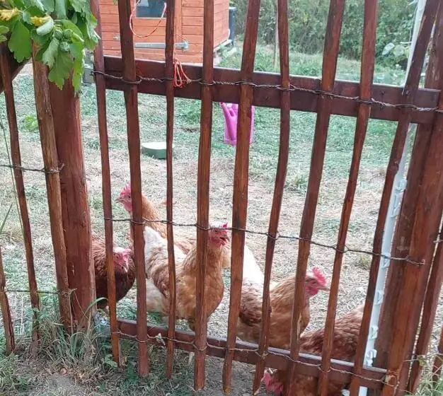 Aamiaismajoitus (B&B) Orangerie Zimmer Gehaichnishof 7born