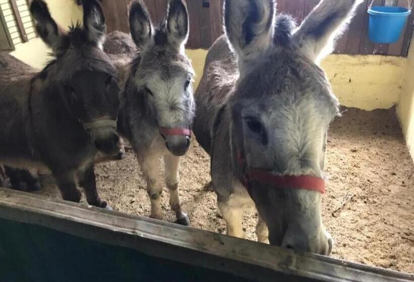 צימר Orangerie Zimmer Gehaichnishof 7born