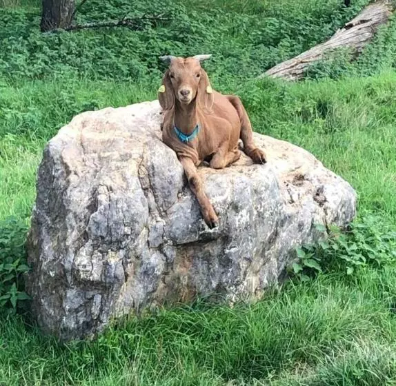 Aamiaismajoitus (B&B) Orangerie Zimmer Gehaichnishof 7born
