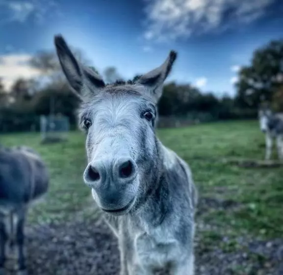 Aamiaismajoitus (B&B) Orangerie Zimmer Gehaichnishof 7born
