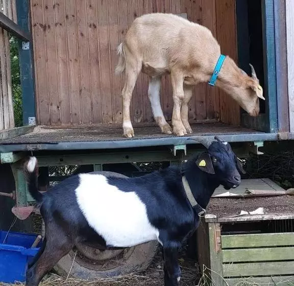 Aamiaismajoitus (B&B) Orangerie Zimmer Gehaichnishof 7born