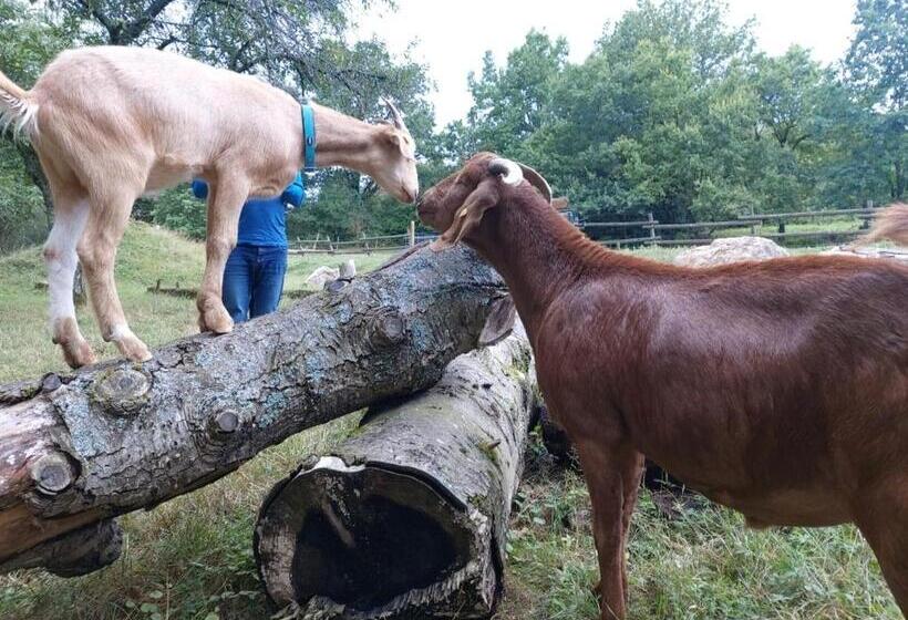 צימר Orangerie Zimmer Gehaichnishof 7born