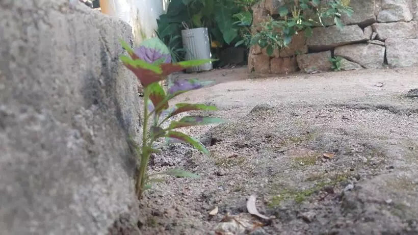 ペンション Pousada Com Chalés Na Serra Da Meruoca