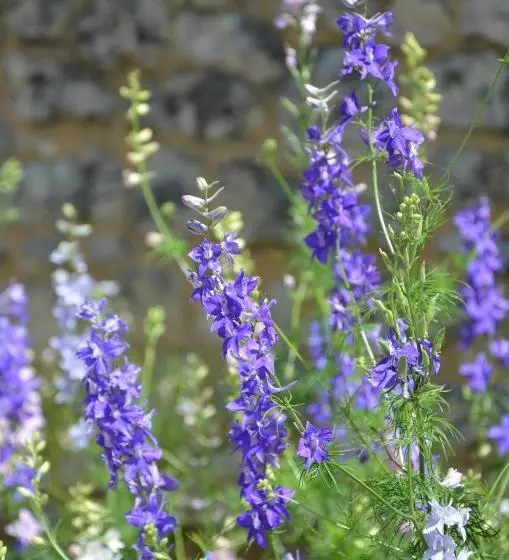 ベッドアンドブレックファースト Chambre Périgourdine