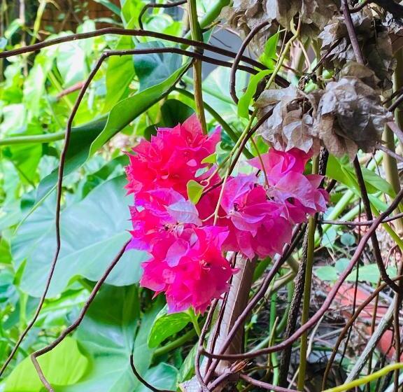 La Cour Hotels And Apartments Cooper