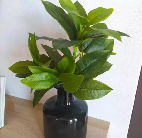 Majatalo Casa Pereira