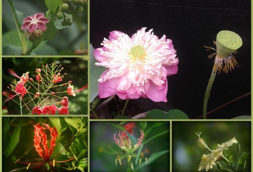 Bed & Breakfast Lilly House