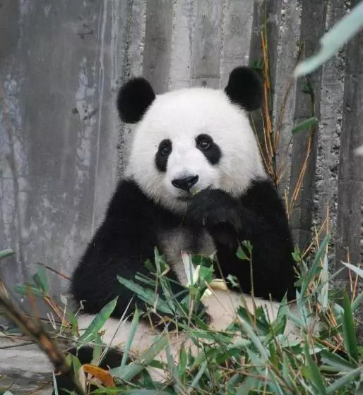 Aamiaismajoitus (B&B) Le Clos De L Ecu