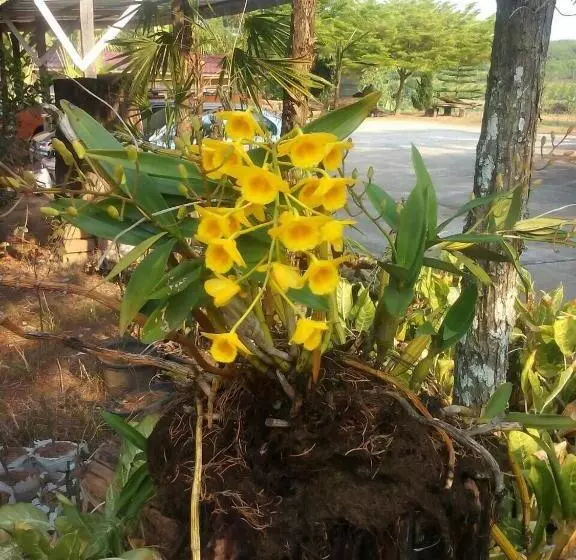 Rayong Phurua Resort