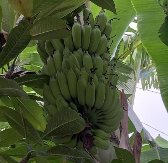 تختخواب و صبحانه Villa Belza Et Spa