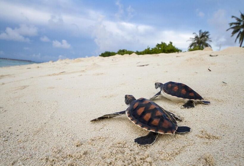 هتل Tropic Tree  Maldives