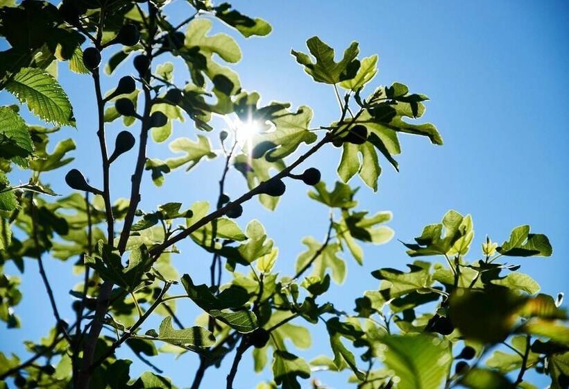 Svaneke Vandrerhjem Hostel