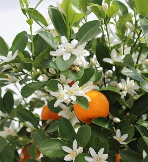 Bed and Breakfast Trafalgar House